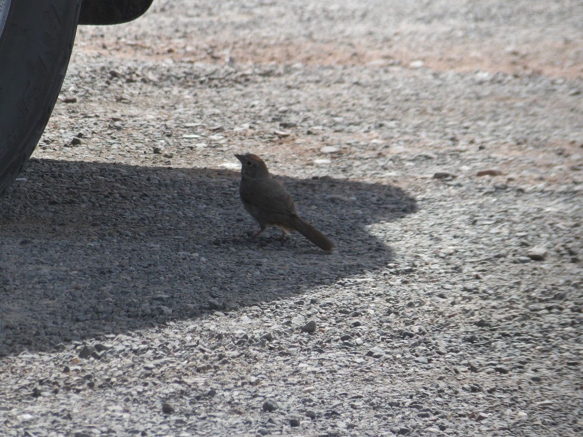 Canyon Towhee - ML618475414