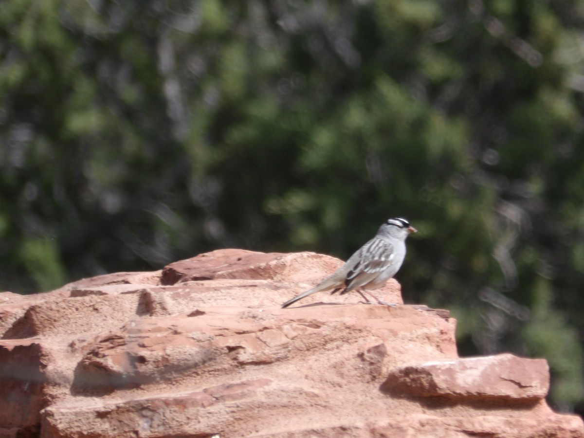 White-crowned Sparrow - ML618475419