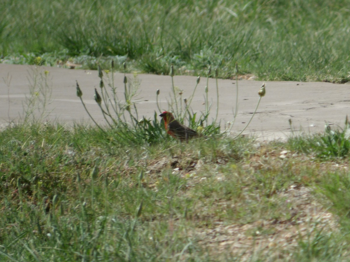 House Finch - ML618475428