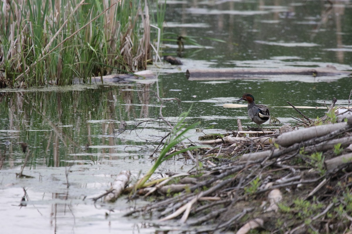 Green-winged Teal - CARLA DAVIS