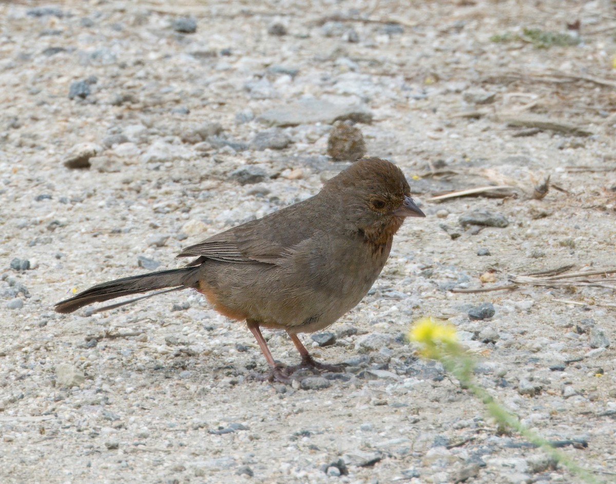 California Towhee - ML618475445