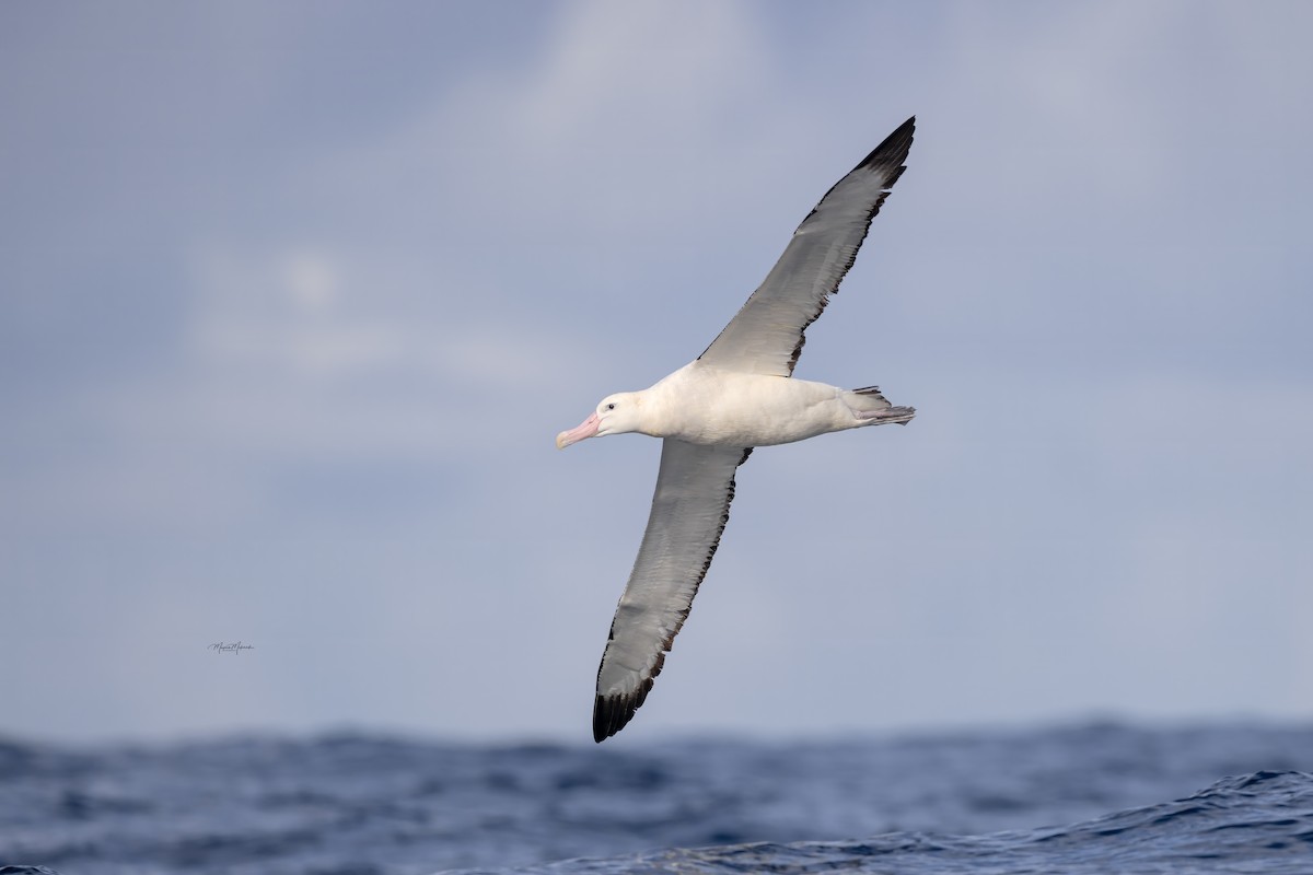 Antipodean Albatross (Gibson's) - Meysam Makvandi