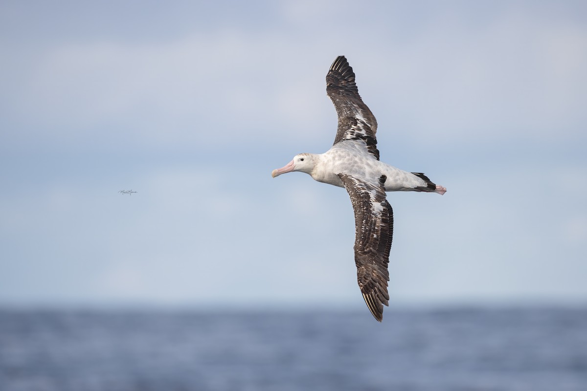 Albatros des Antipodes (gibsoni) - ML618475497