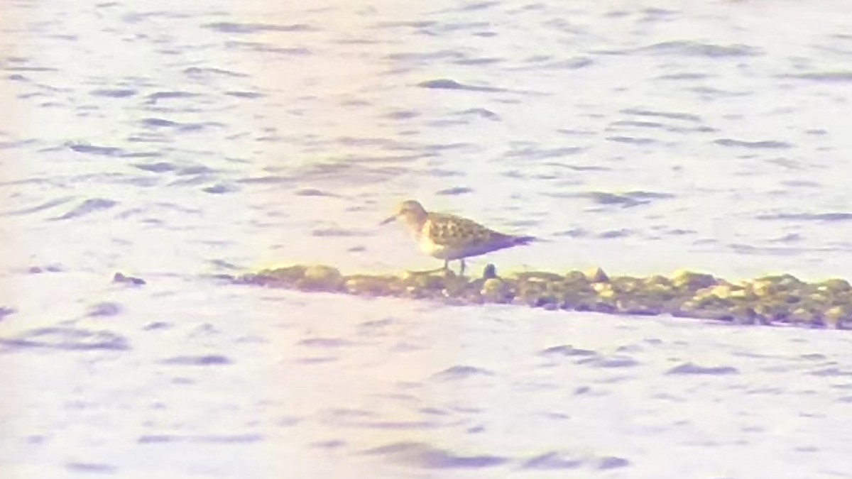 Baird's Sandpiper - ML618475506