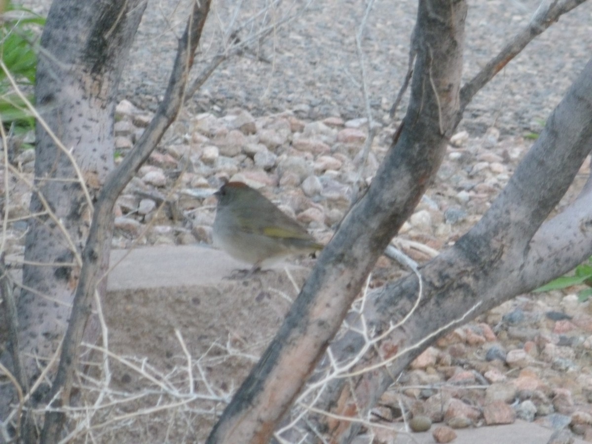 Green-tailed Towhee - ML618475520