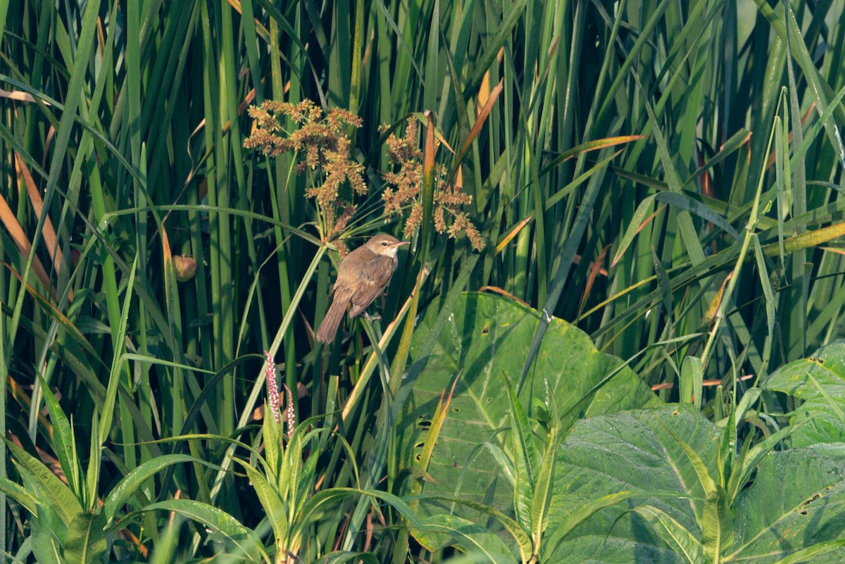 Clamorous Reed Warbler - ML618475527