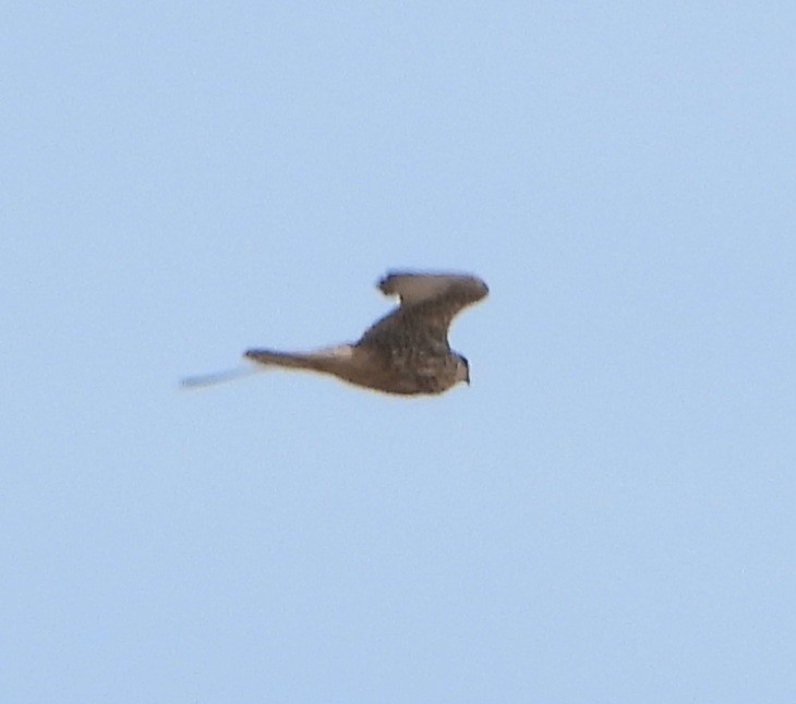 Saker Falcon - Elham Shaniti