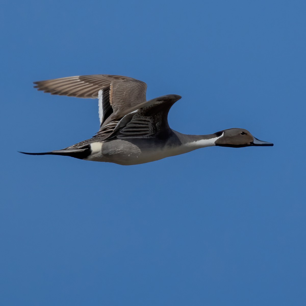 Northern Pintail - Neil Wiken