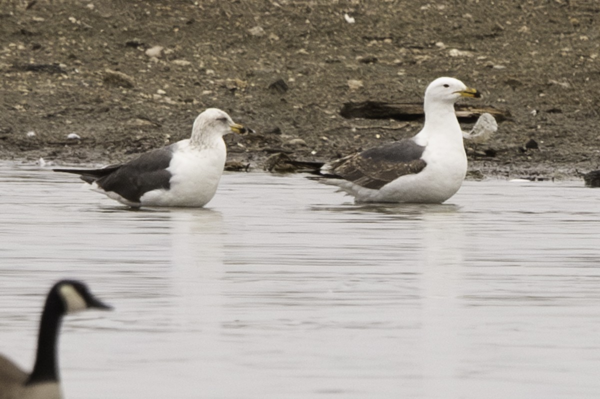 Lesser Black-backed Gull - Cam Nikkel