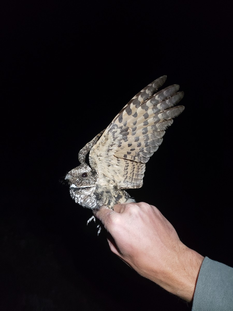 Common Poorwill - ML618475671