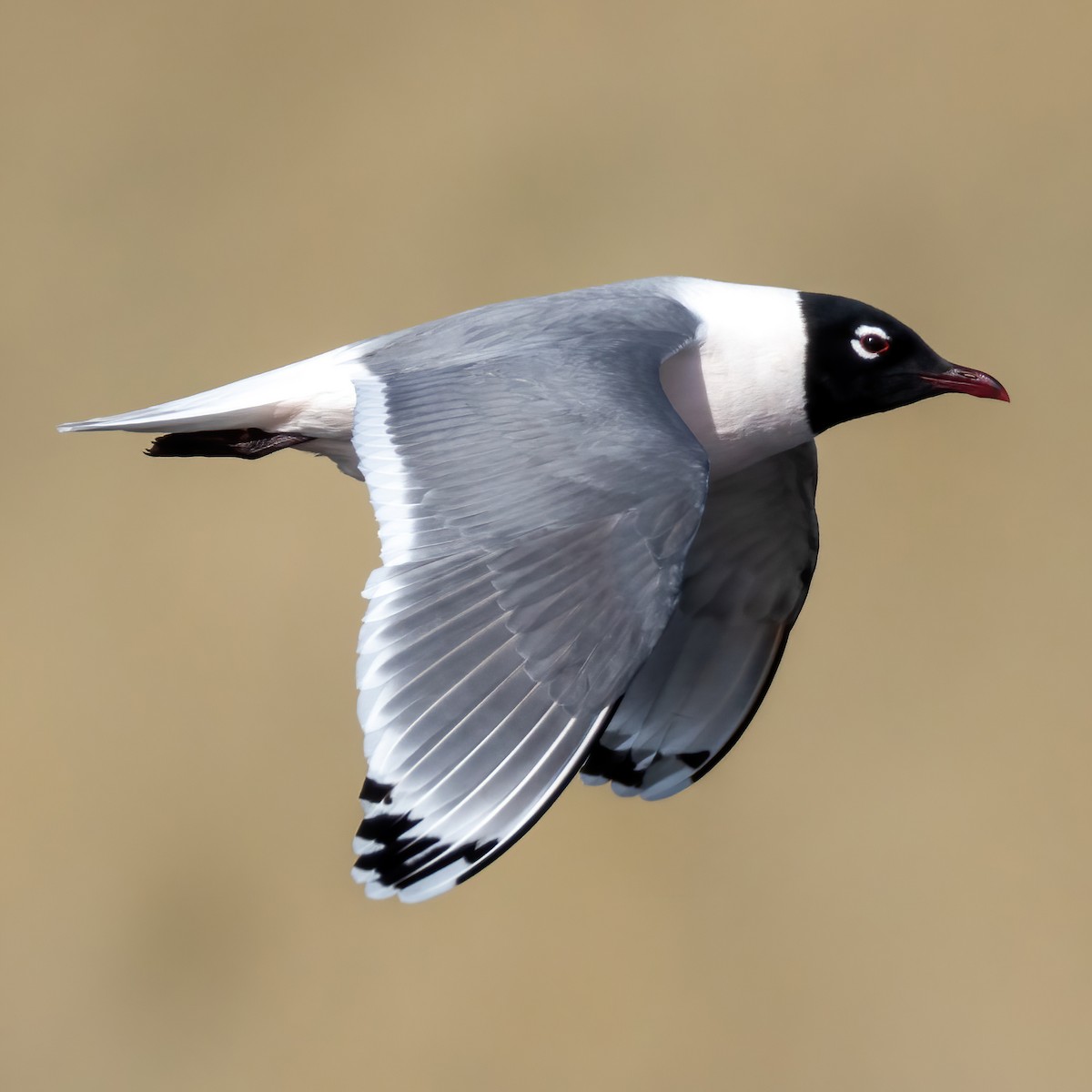 Franklin's Gull - ML618475678