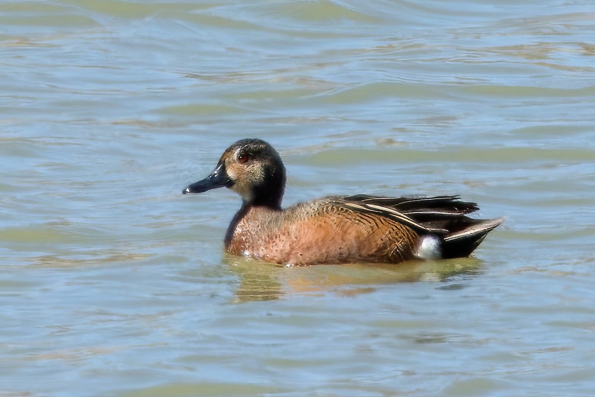 Blue-winged x Cinnamon Teal (hybrid) - Neil Wiken