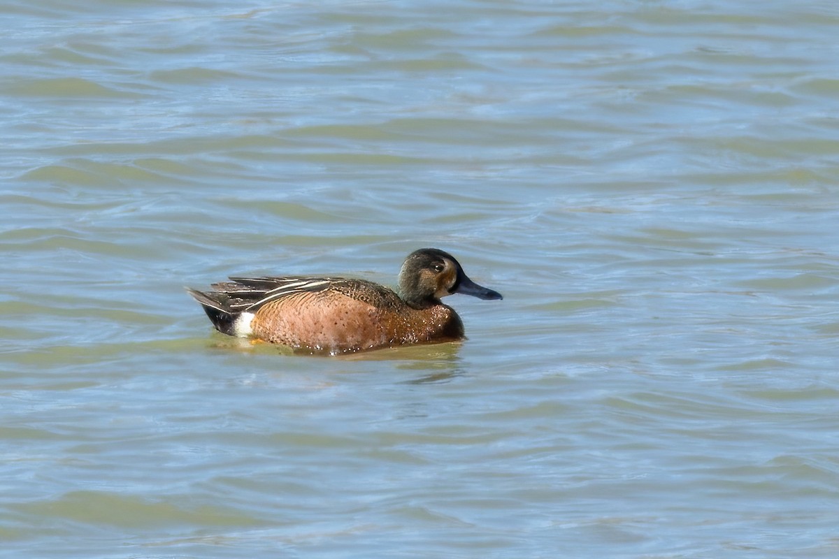 Blue-winged x Cinnamon Teal (hybrid) - Neil Wiken