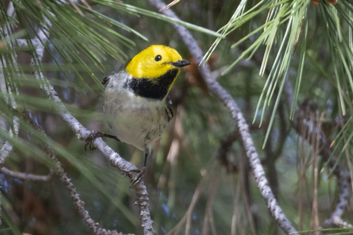 Paruline à tête jaune - ML618475697