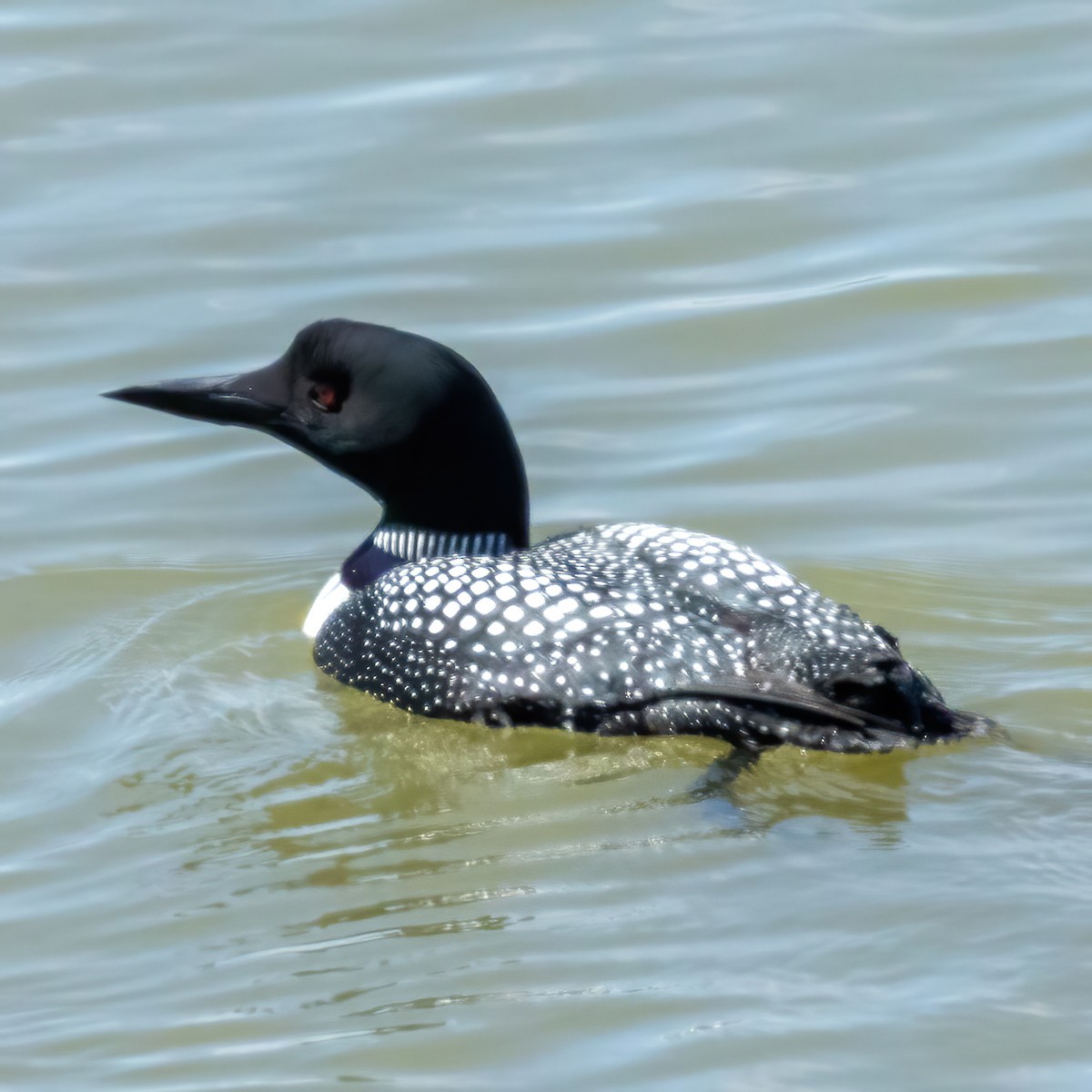 Common Loon - ML618475698