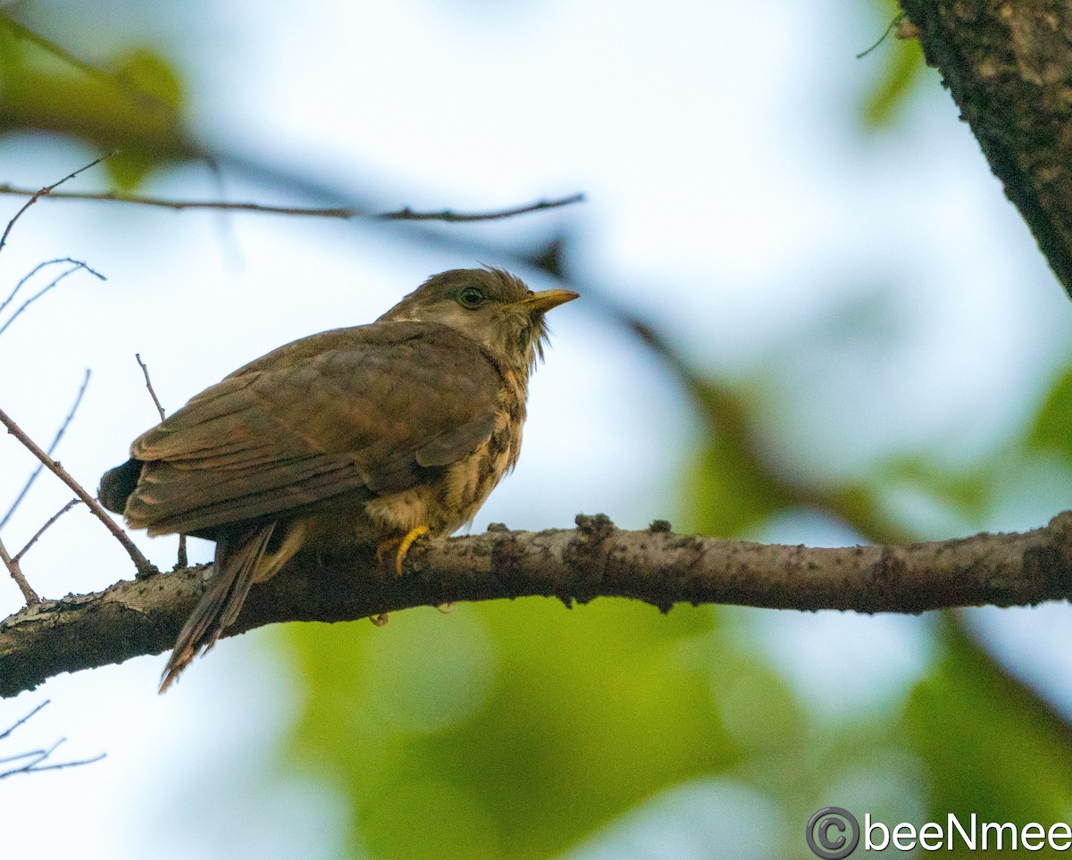 Common Hawk-Cuckoo - ML618475719