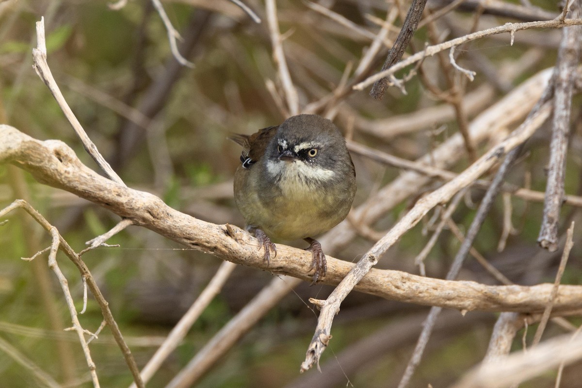 White-browed Scrubwren - ML618475723