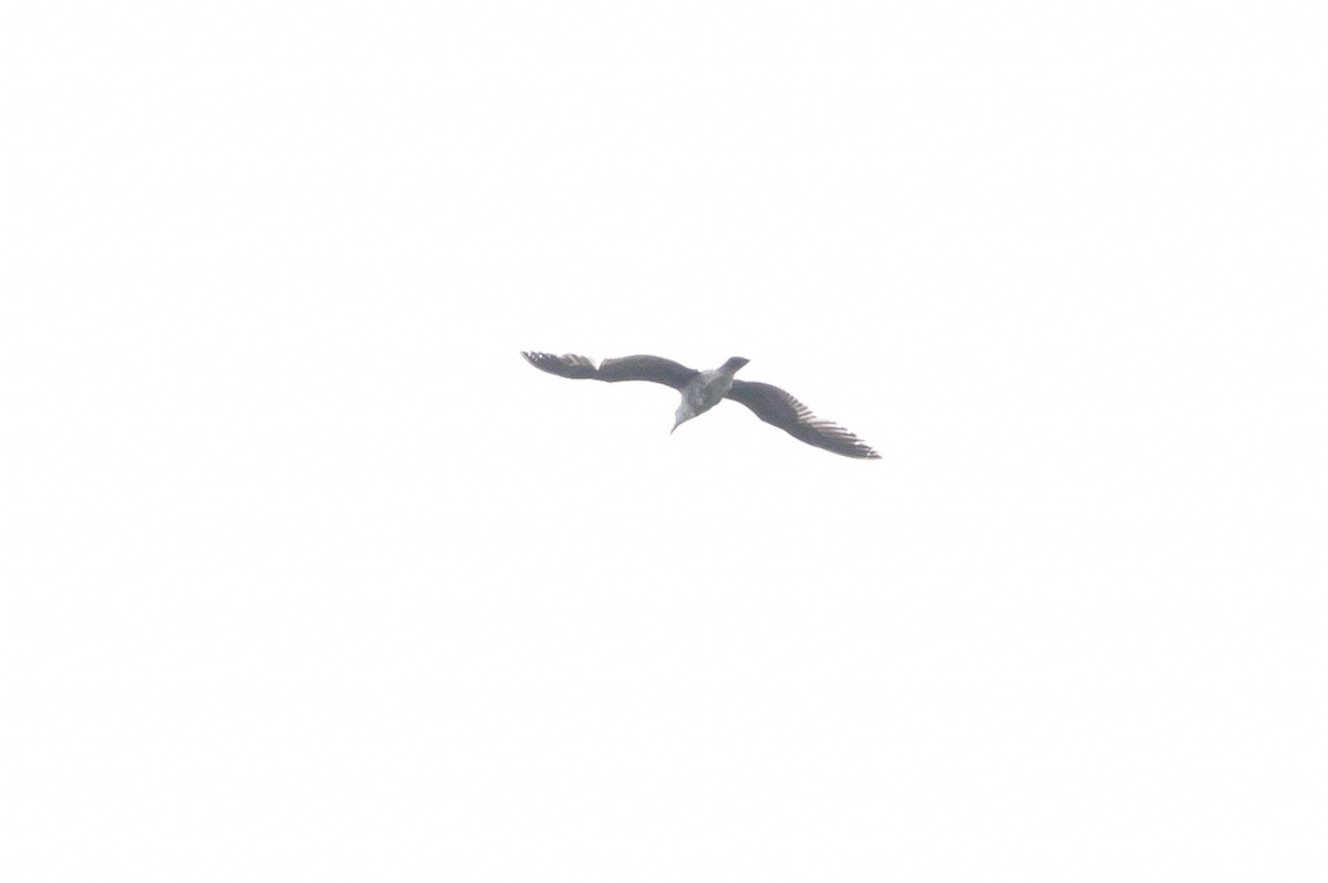 gull sp. - ML618475735