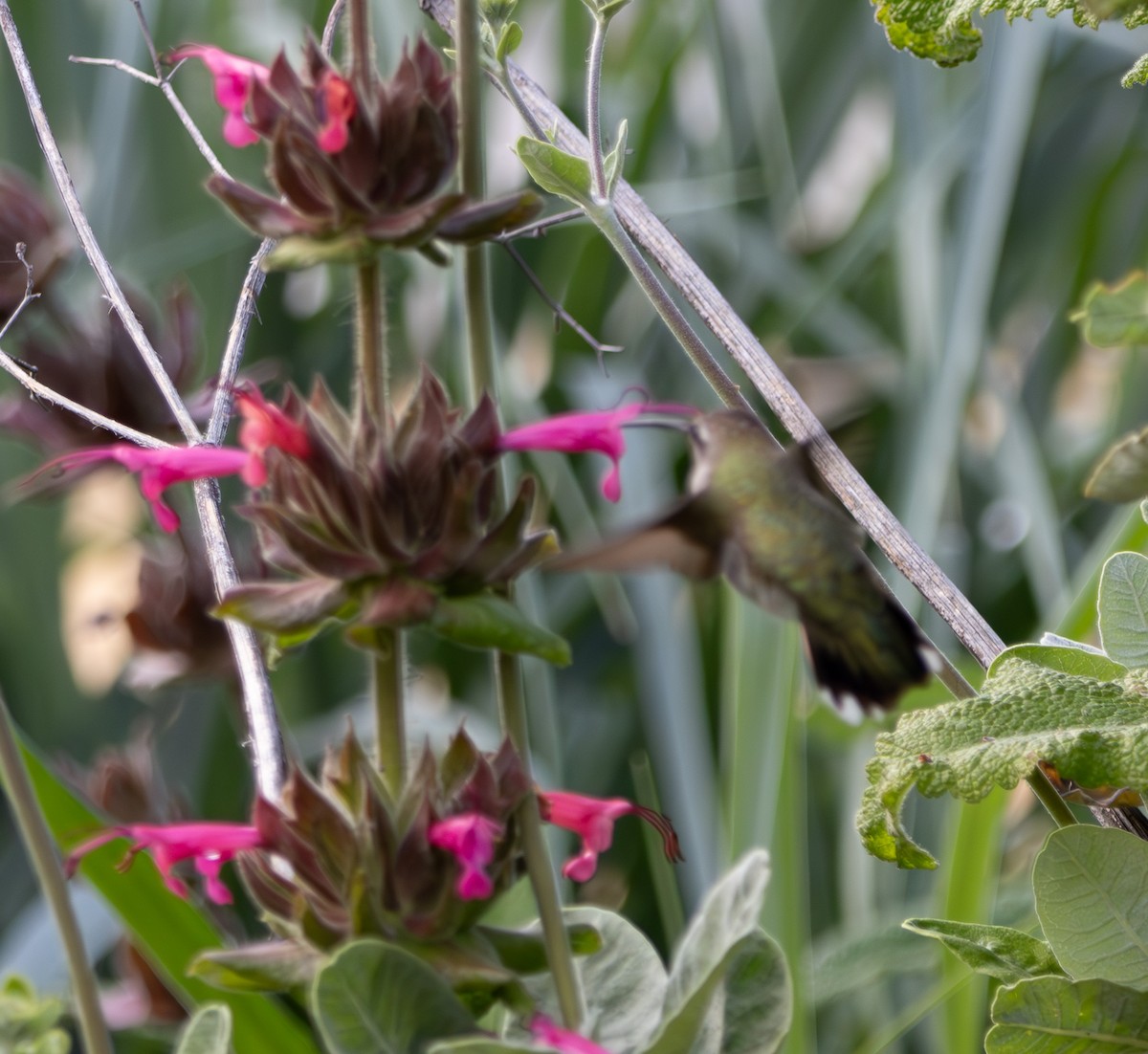 Black-chinned Hummingbird - ML618475737