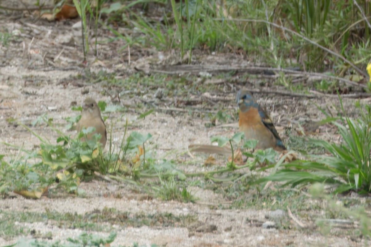 Lazuli Bunting - Merryl Edelstein