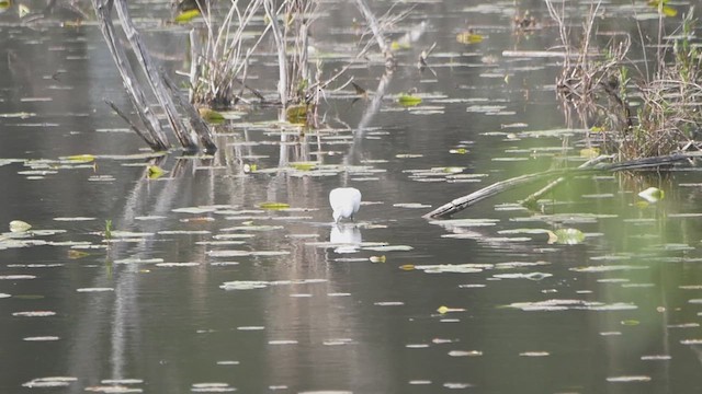 Snowy Egret - ML618475770