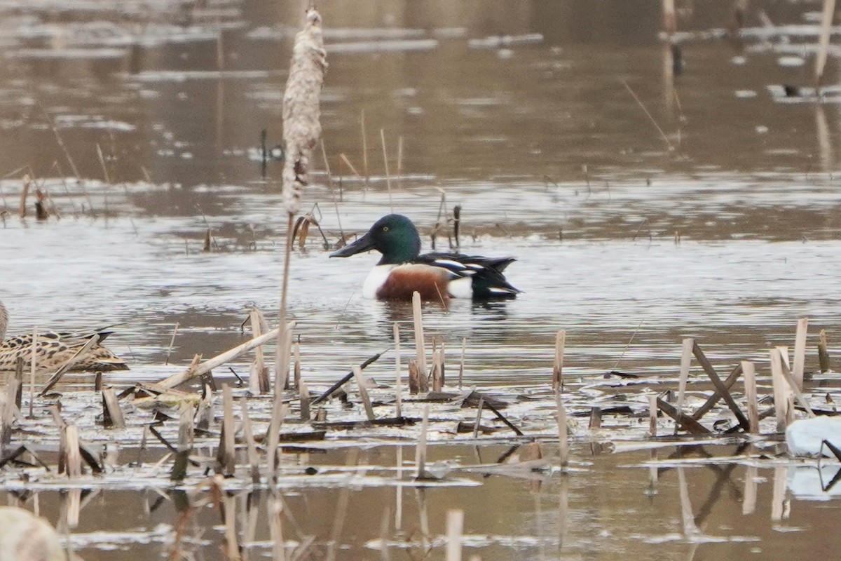 Northern Shoveler - Anna Guliaeva