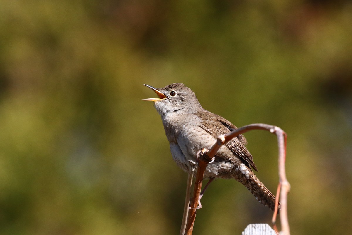 House Wren - Dan Schiebelbein