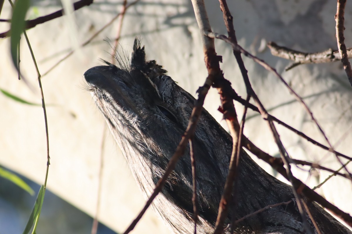 Tawny Frogmouth - Darren Foster