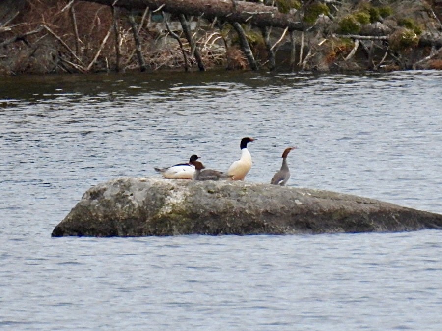 Common Merganser - ML618475865