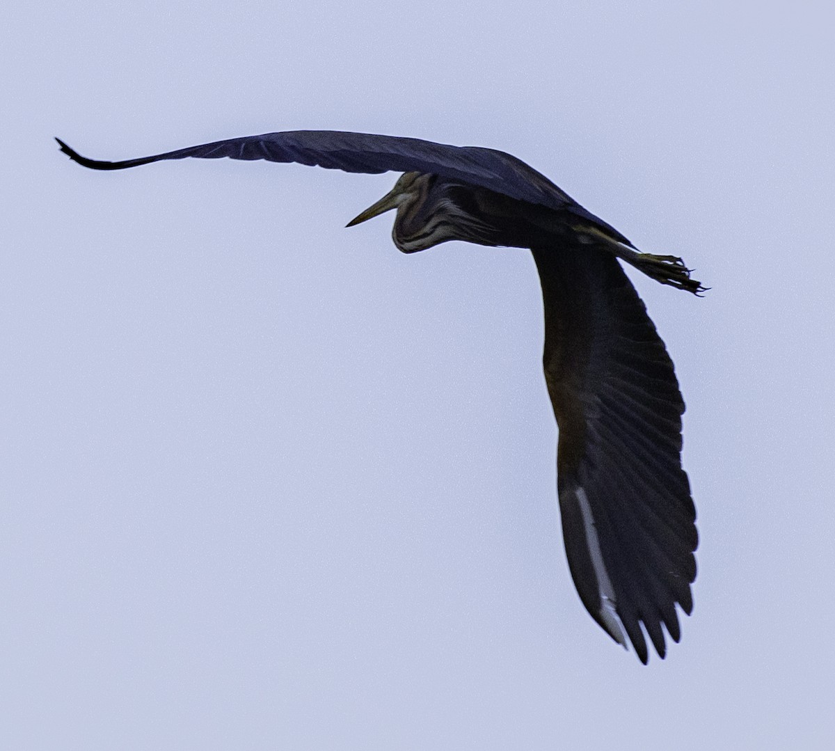 Purple Heron - ML618475898