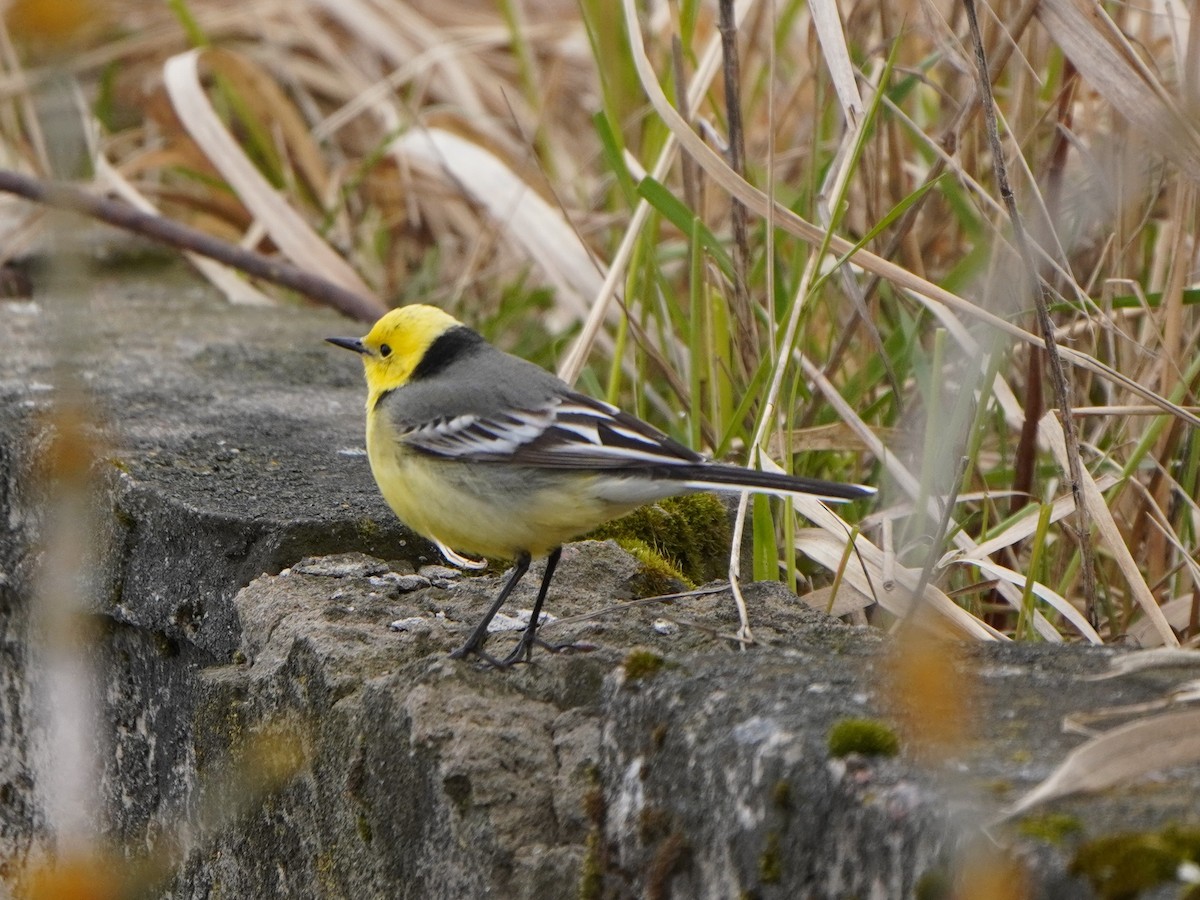 Citrine Wagtail - Anna Guliaeva