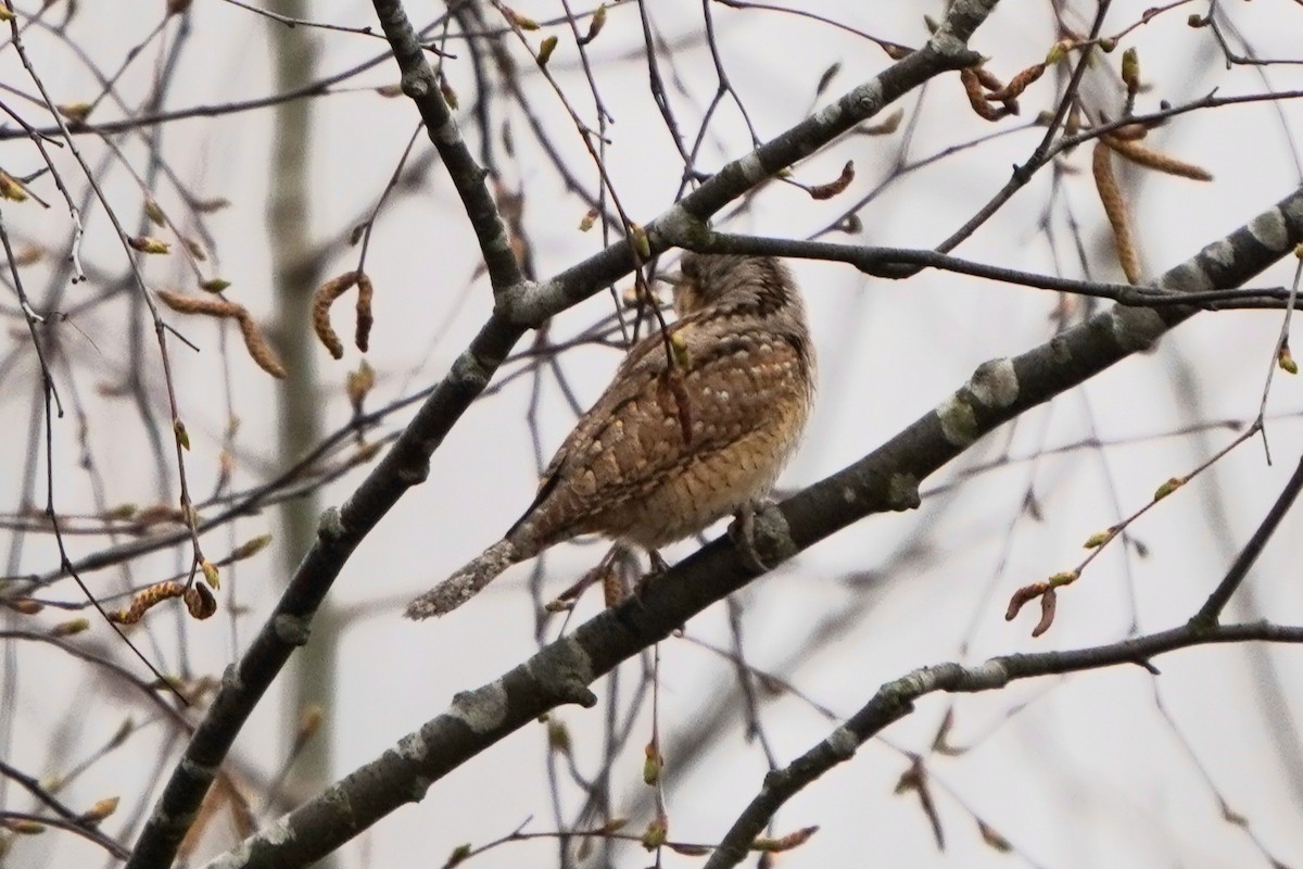 Eurasian Wryneck - Anna Guliaeva