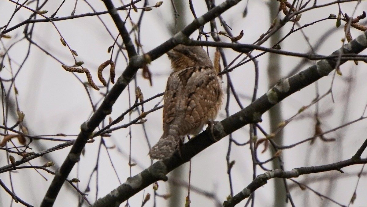 Eurasian Wryneck - Anna Guliaeva