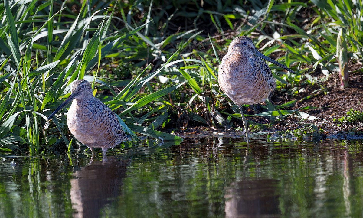 Long-billed Dowitcher - ML618476005