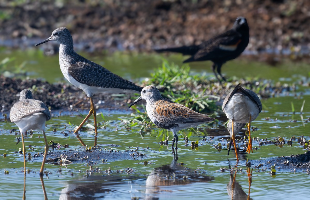 Dunlin - ML618476015