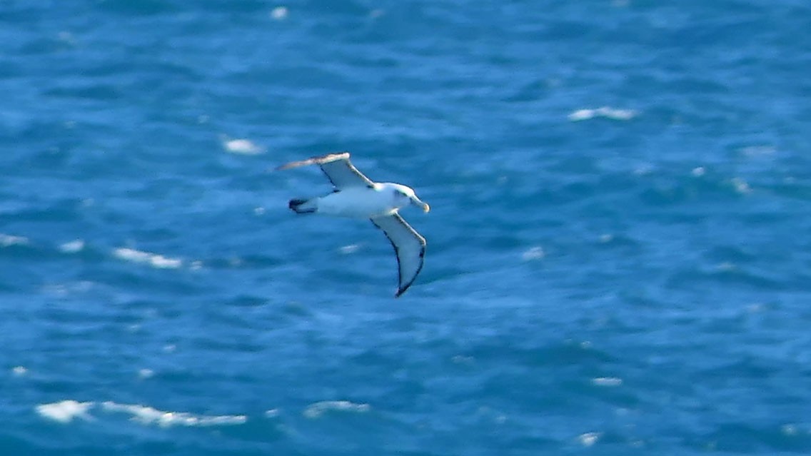 White-capped Albatross - Daniel Bastaja