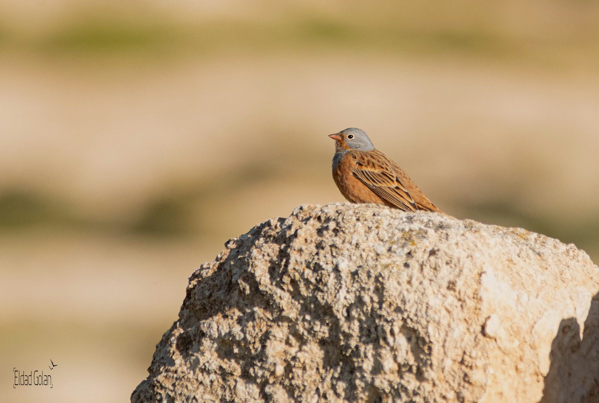 Cretzschmar's Bunting - ML618476049