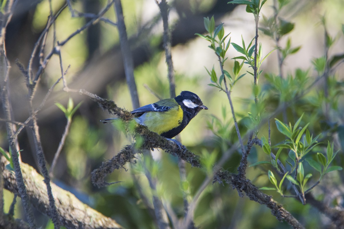 Green-backed Tit - ML618476062