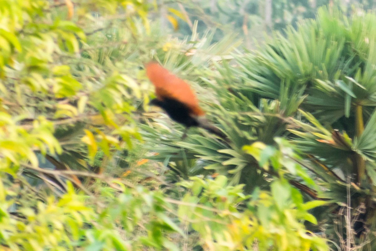 オオバンケン（parroti） - ML618476097