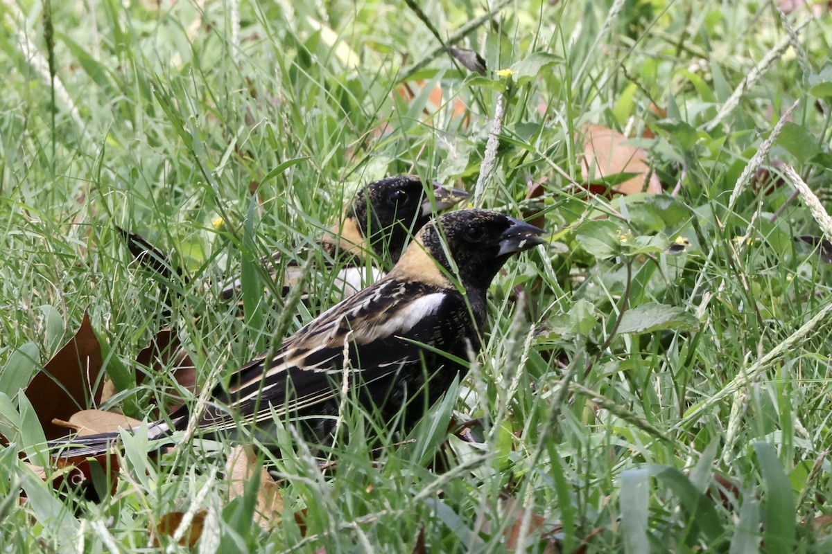 Bobolink - Alice Church