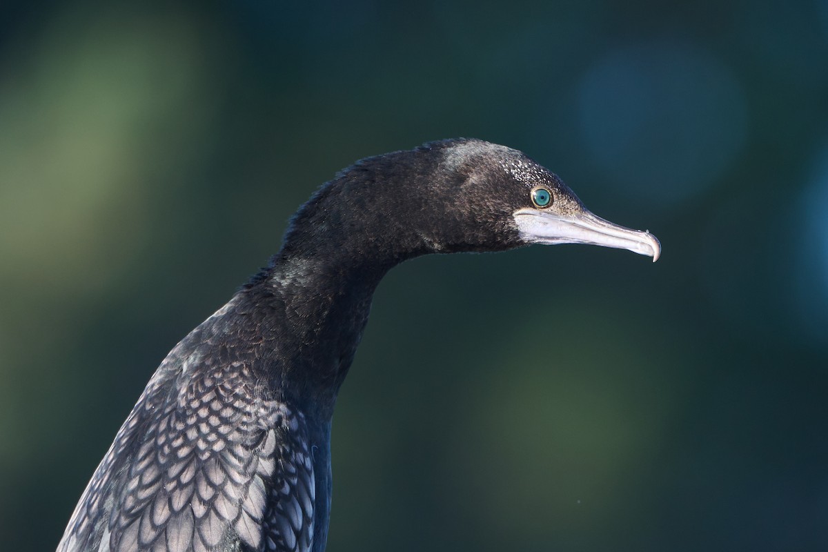 Little Black Cormorant - Anonymous