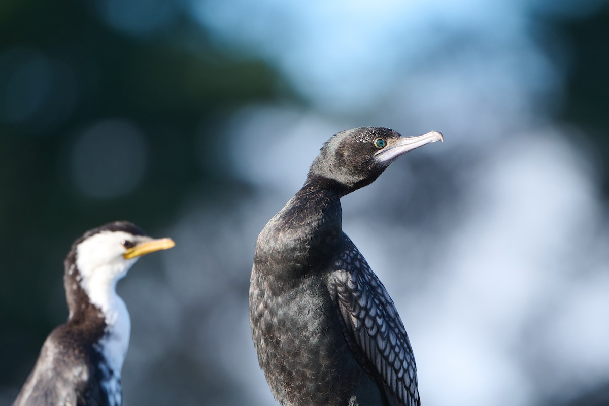 kormorán australský - ML618476110