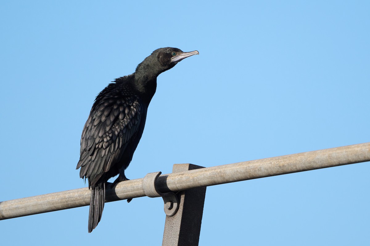 kormorán australský - ML618476111