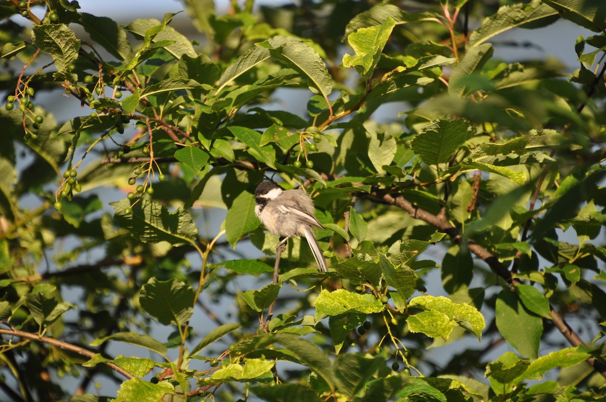 Black-capped Chickadee - ML618476134