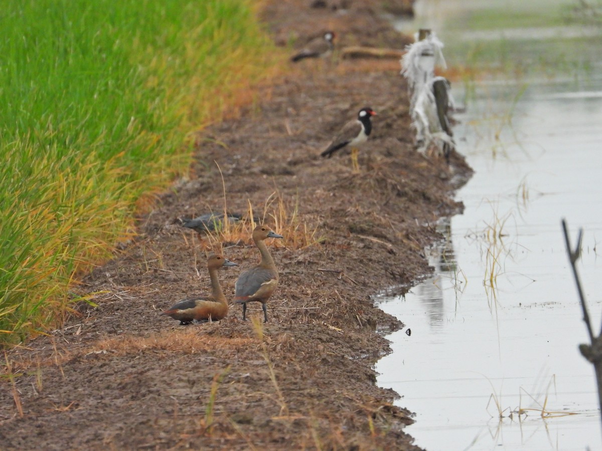 Lesser Whistling-Duck - ML618476141