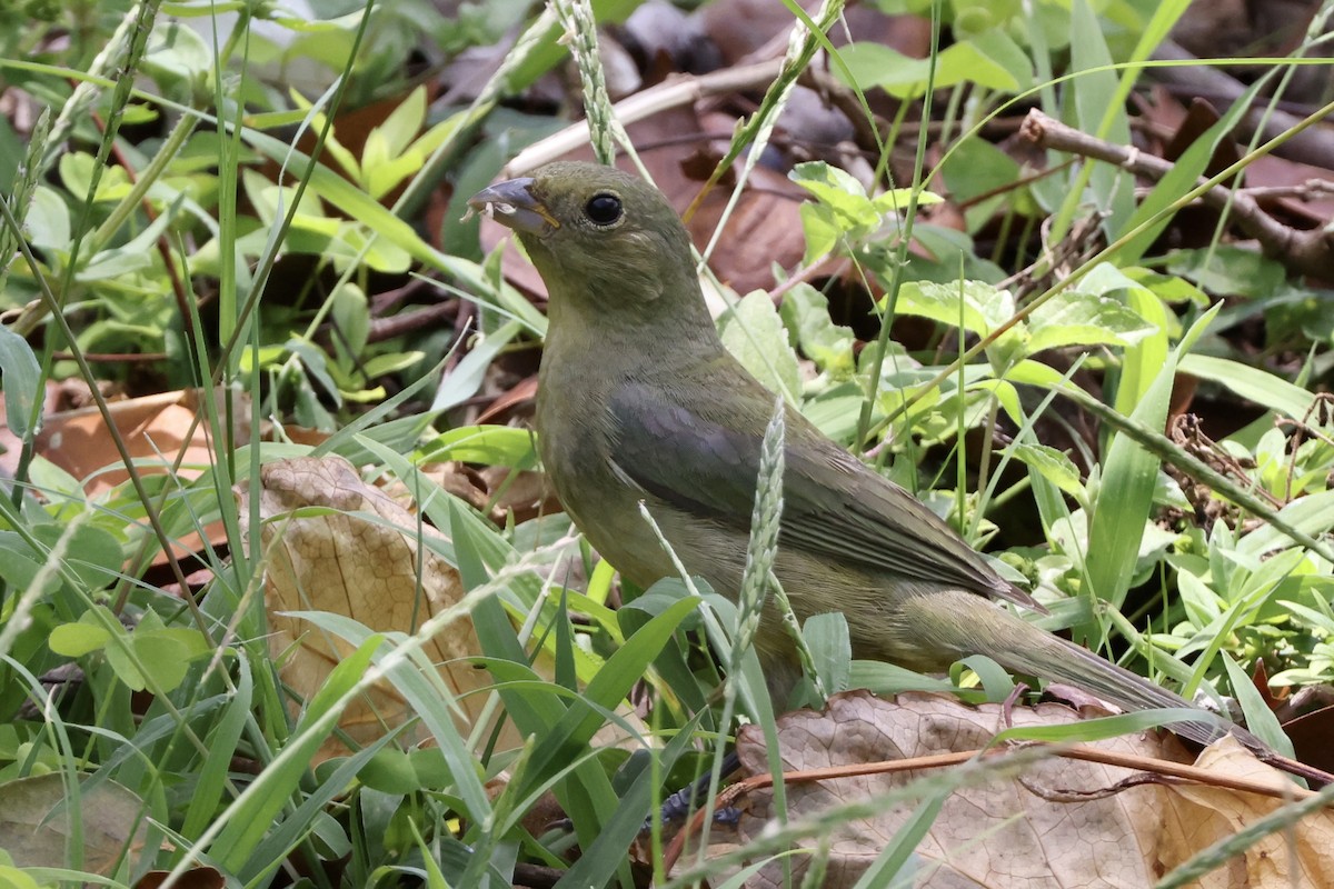 Painted Bunting - ML618476142