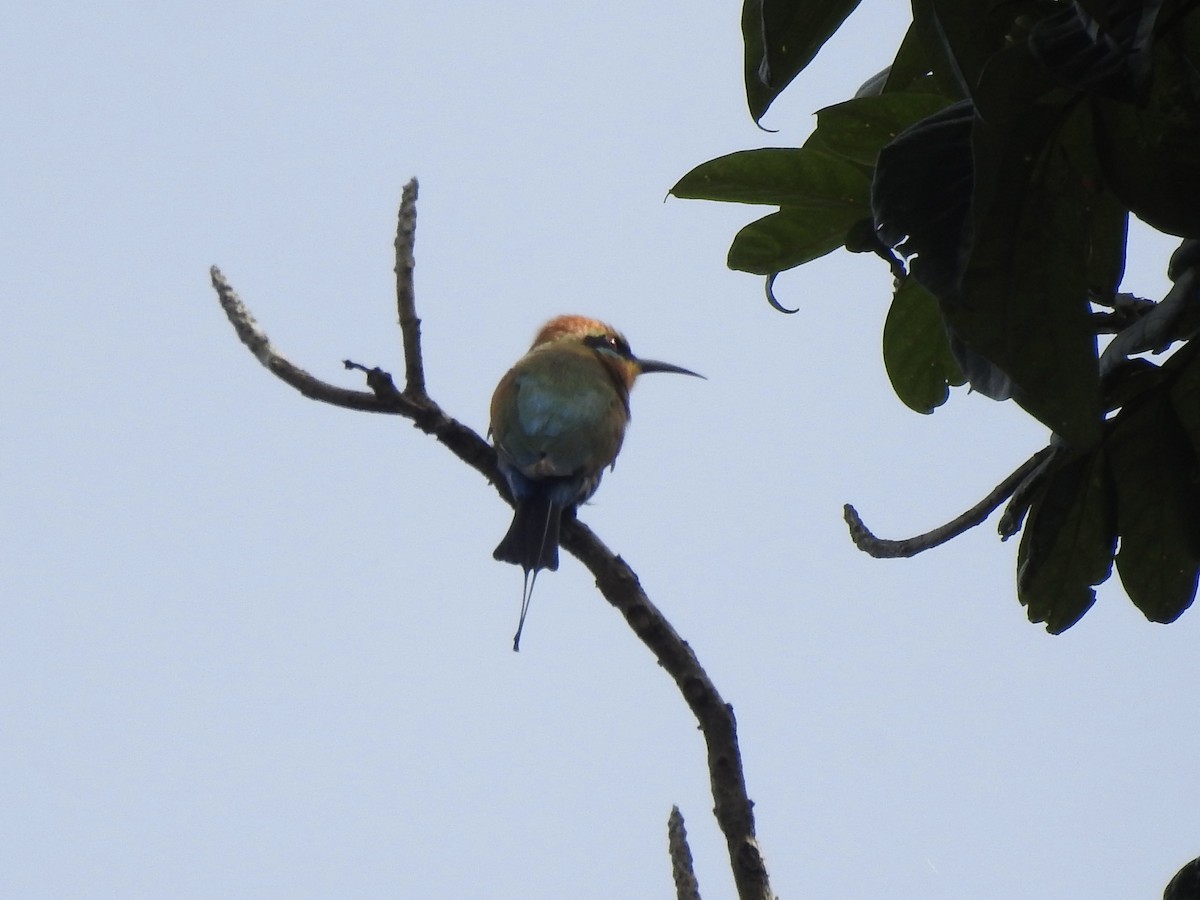 Blue-tailed Bee-eater - Noam Markus