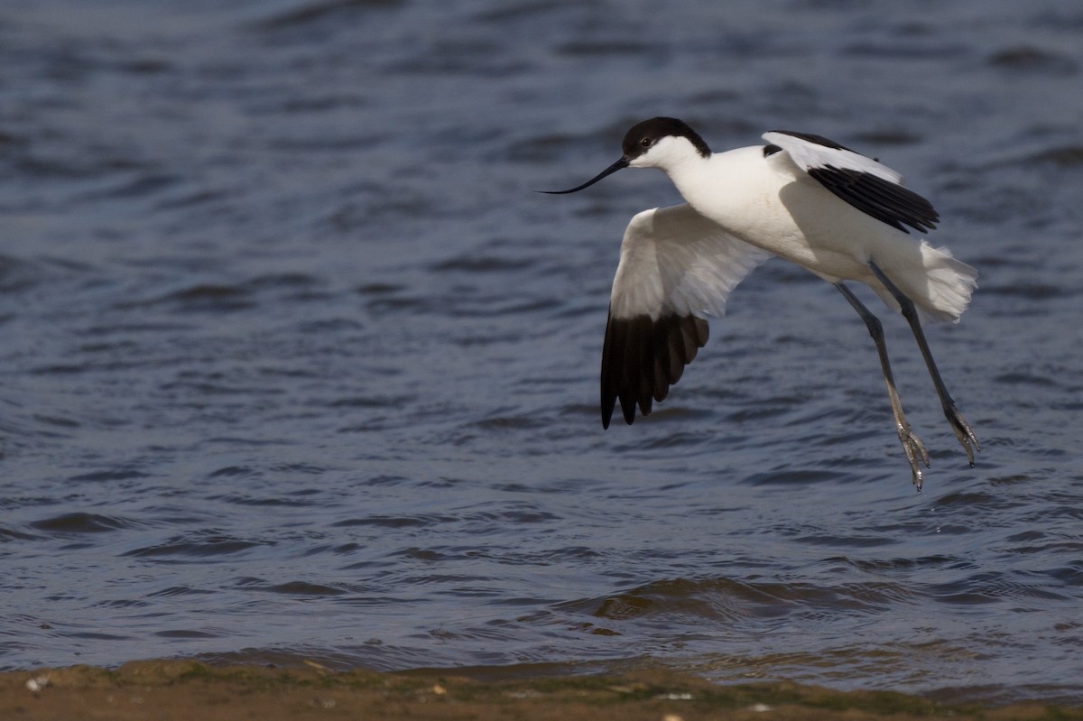 Pied Avocet - Steve Bell