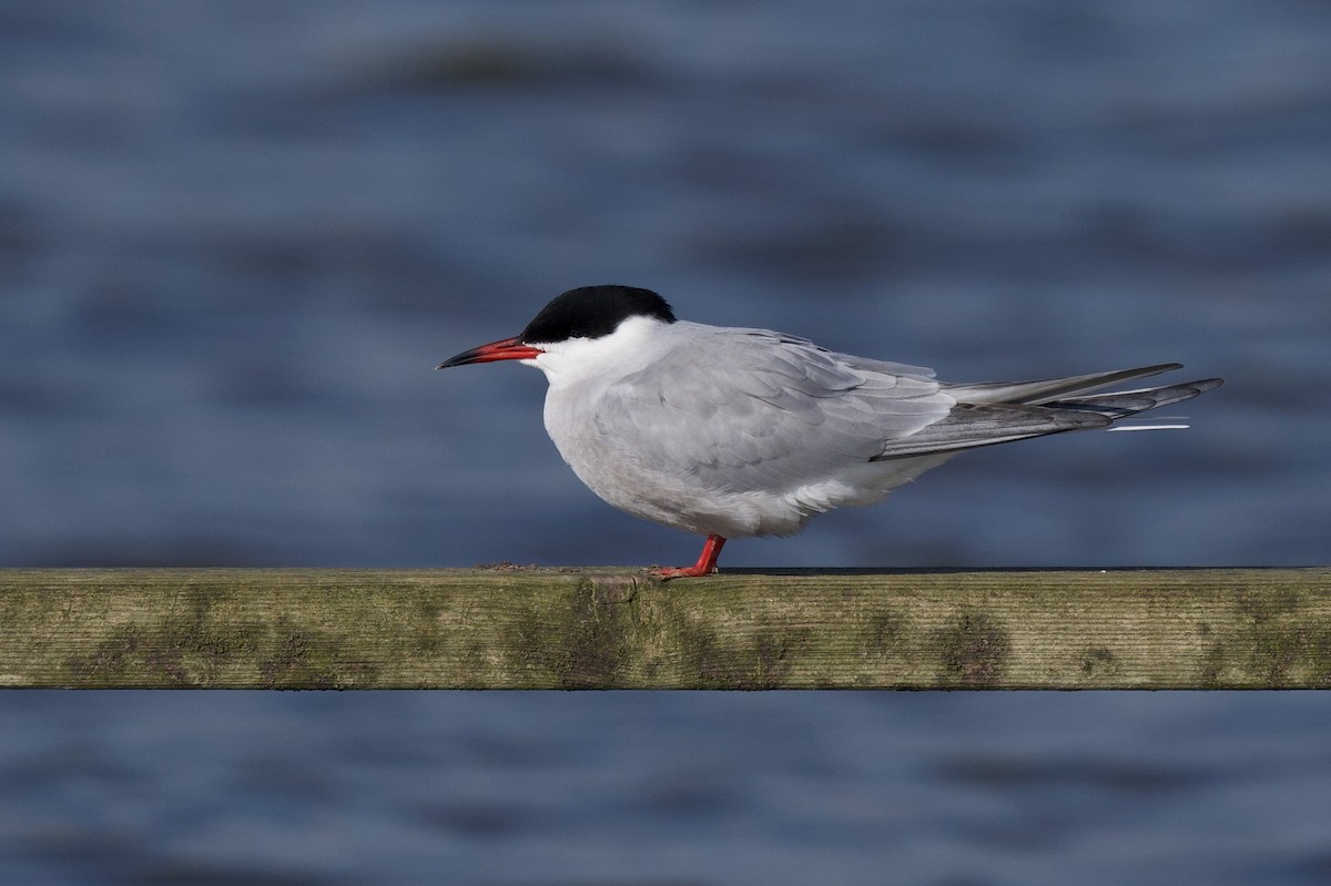 Common Tern - Steve Bell