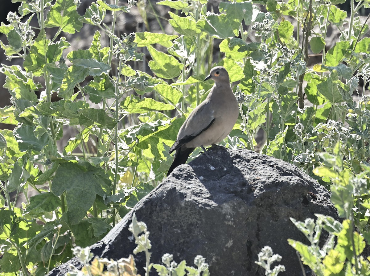 Black-winged Ground Dove - Albert Linkowski